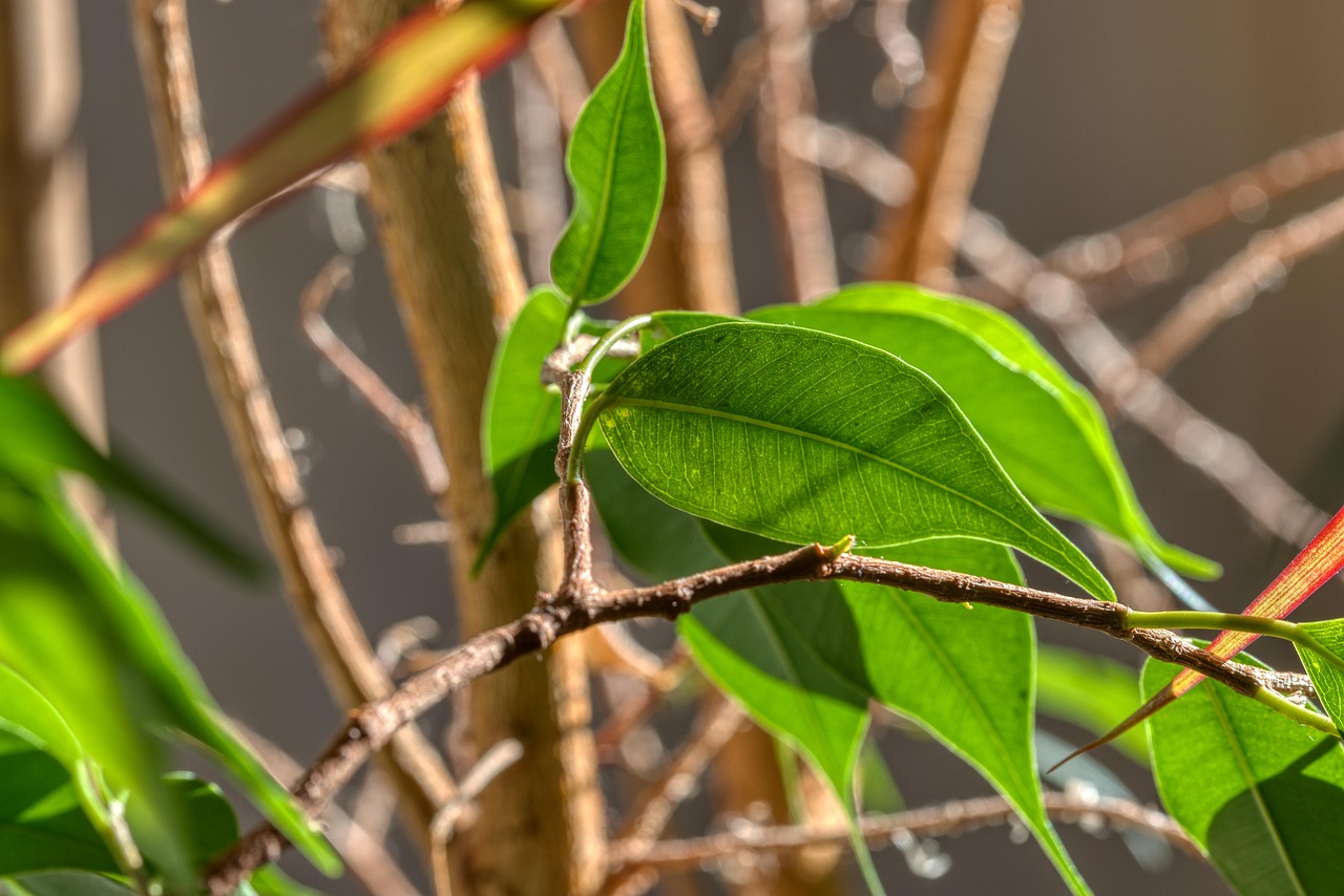 Ficus elastica in vaso, evidenziando foglie verdi e sane, ideale per illustrare la potatura.