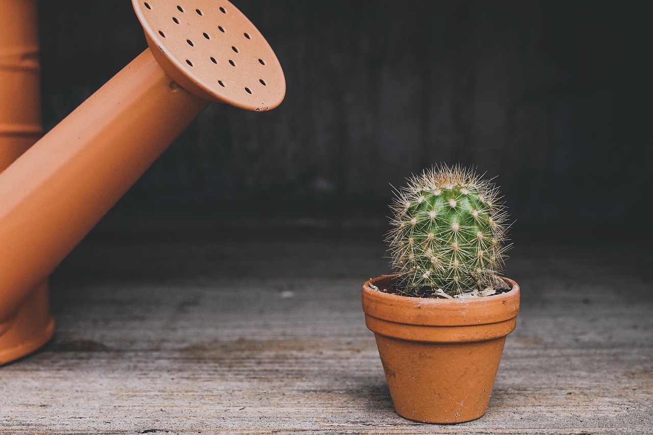 Cactus con foglie secche in un vaso di terriccio inadeguato, evidenziando il problema della scelta del substrato.